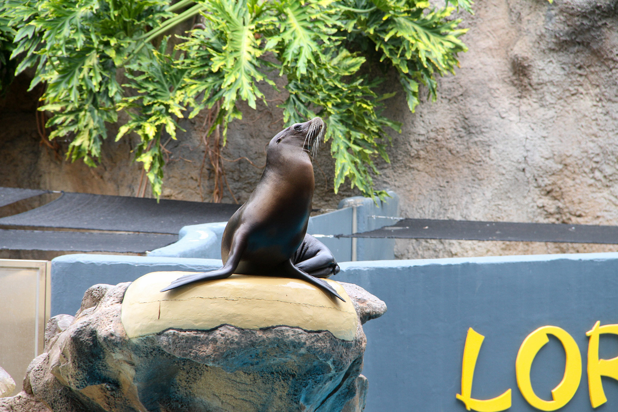 Loro Parque, Punta Brava, Tenerife